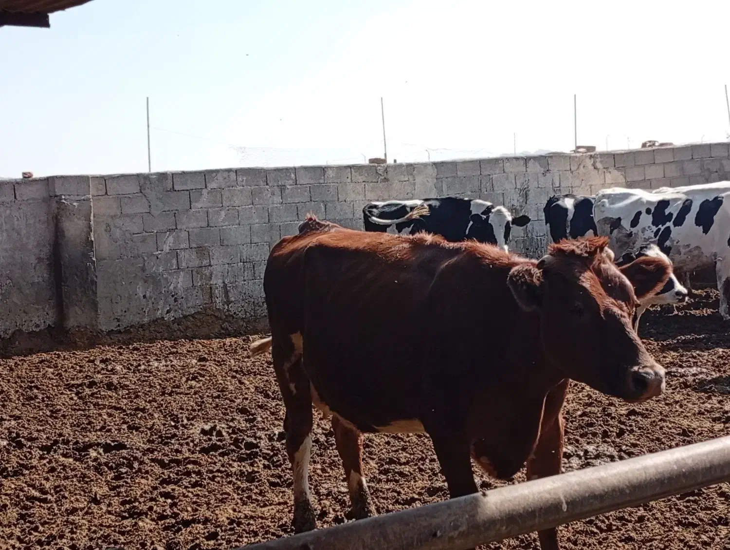 تلیسه زایده|حیوانات مزرعه|بجستان, |دیوار