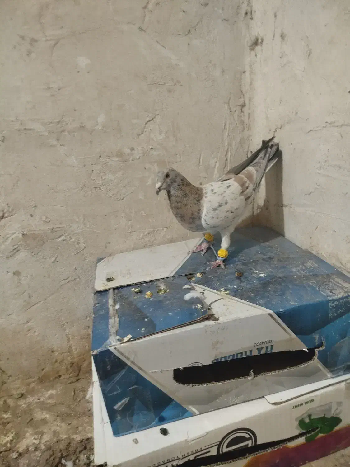 نر هفت رنگ خطی قزوینی|پرنده|رشتخوار, |دیوار