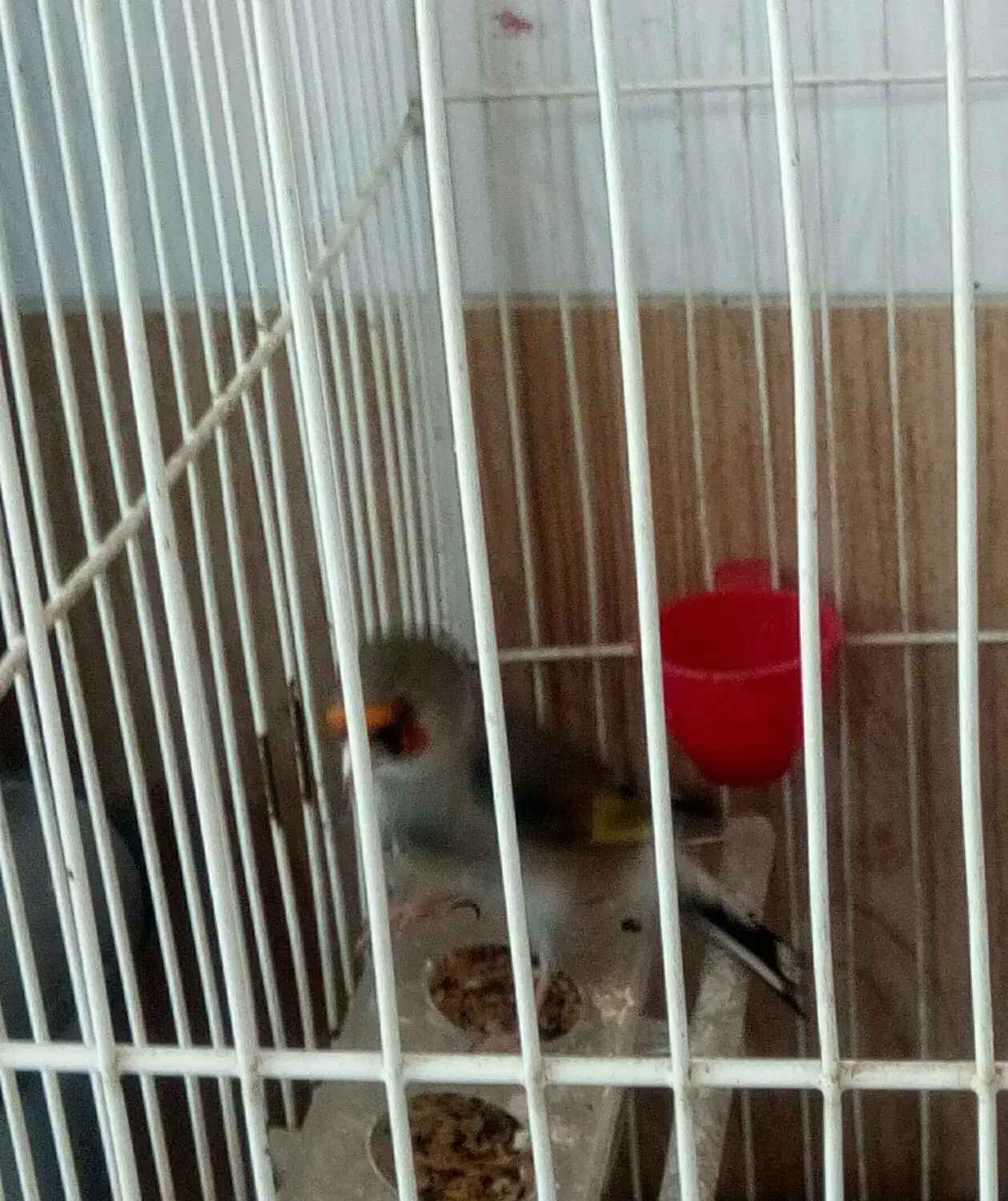 سهره و قناری فوری فروشی|پرنده|فردیس, شهرک هفده شهریور|دیوار