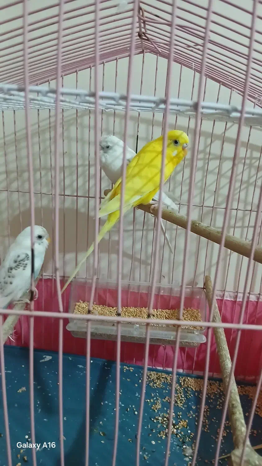 ۳تامرغ عشق ویک عددعروس هلندی نر|پرنده|ایذه, |دیوار