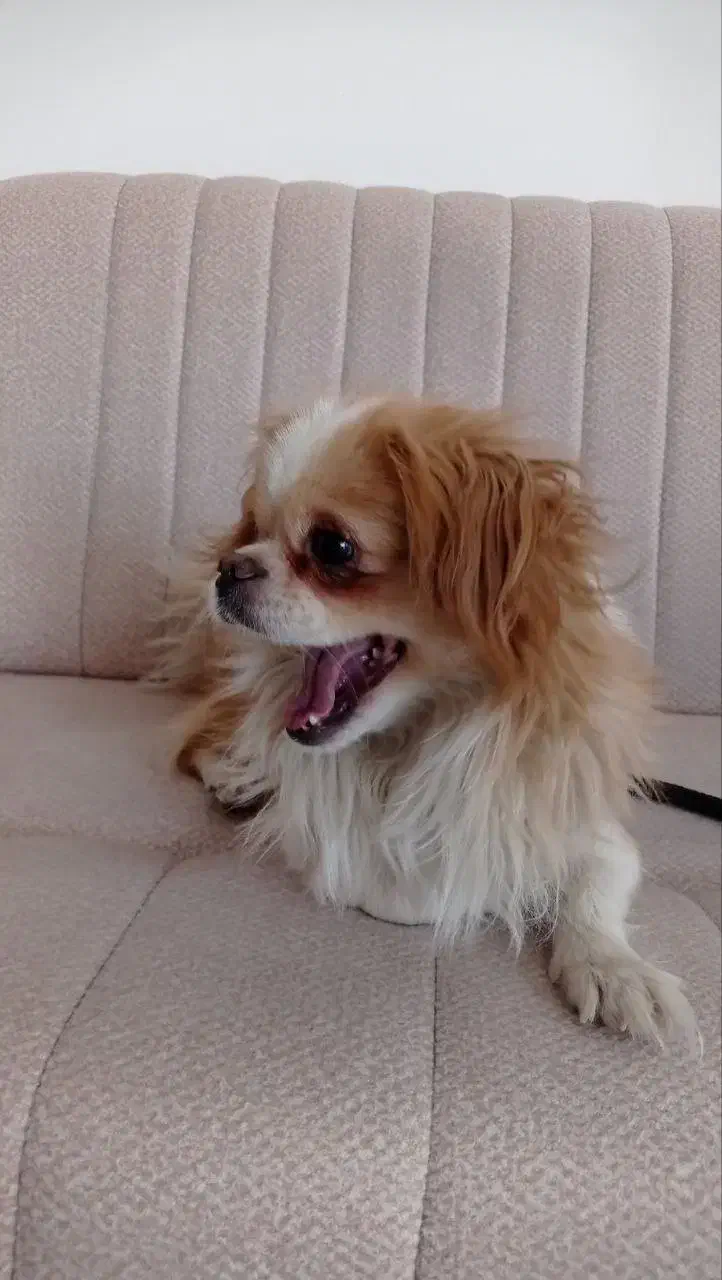 پاکوتا|سگ|بستان آباد, |دیوار