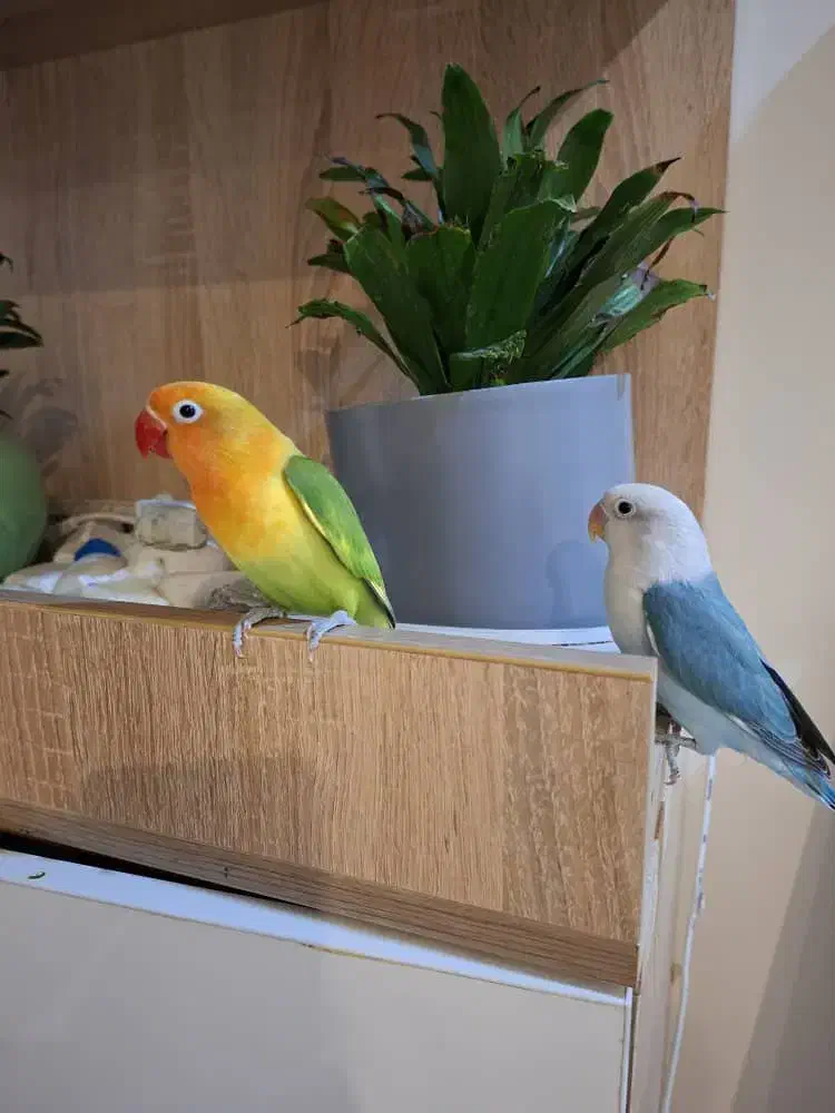 فروش 2تا طوطی برزیلی|پرنده|شیراز, ابیوردی|دیوار