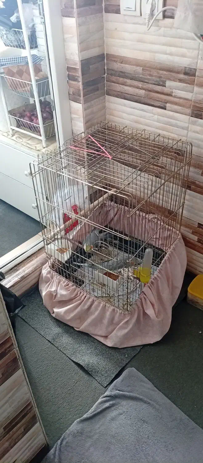 عروس هلندی|پرنده|باسمنج, |دیوار