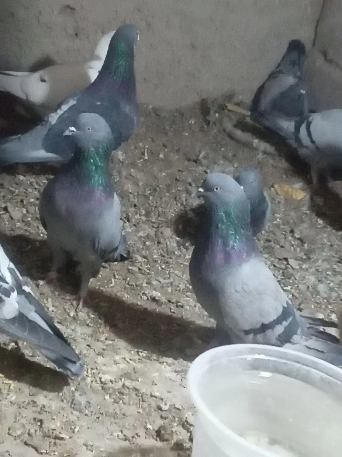 کبوتر پرشی|پرنده|جزنیک, |دیوار