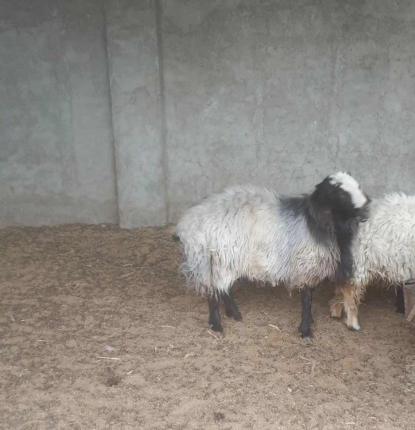 فروش قوچ قزل افشار داری ژن دوقلو زای|حیوانات مزرعه|پیر بکران, |دیوار