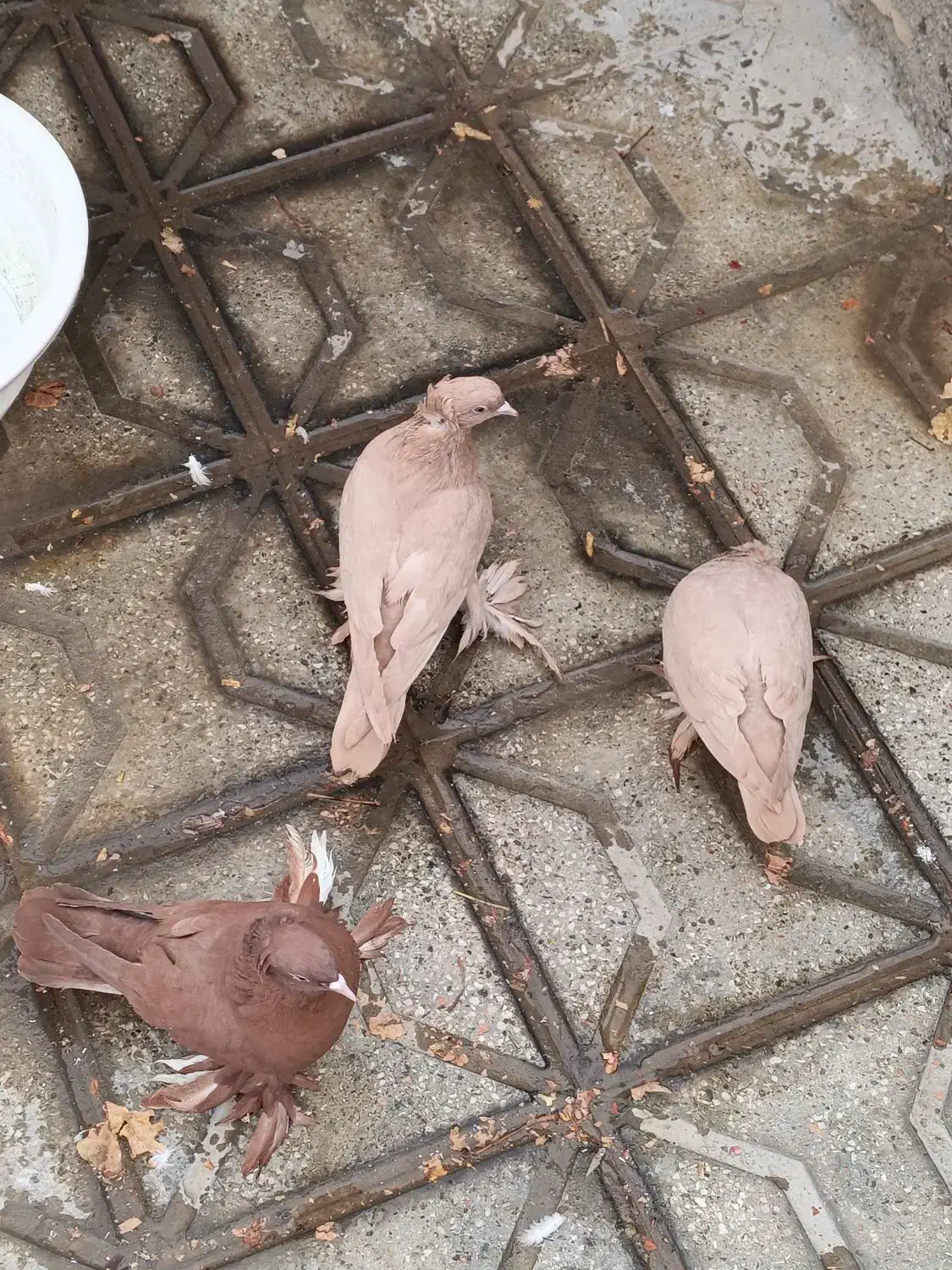 کبوتر راعبی اصل|پرنده|مشهد, ایثار|دیوار