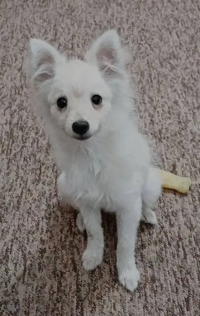 فروش سگ|سگ|میناب, |دیوار