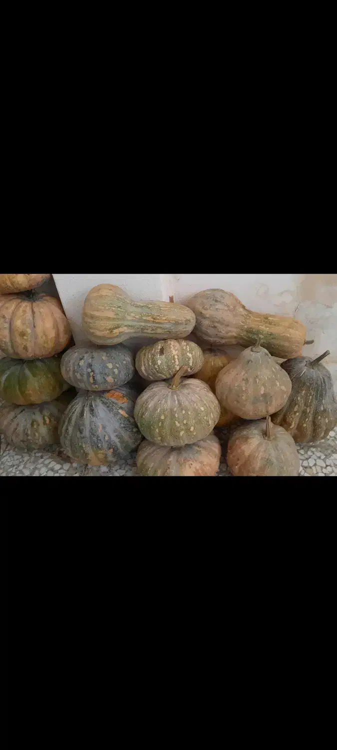 خوراکی کدوحلویی|خوردنی و آشامیدنی|لاهیجان, یوسف آباد|دیوار
