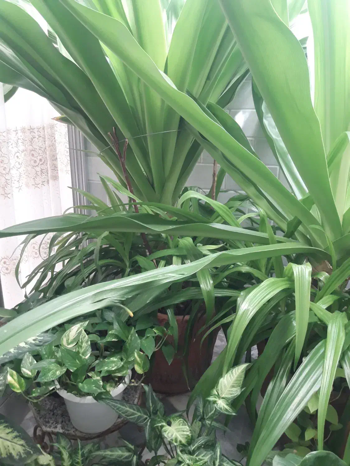 گل اپارتمانی|گل و گیاه طبیعی|دهق, |دیوار