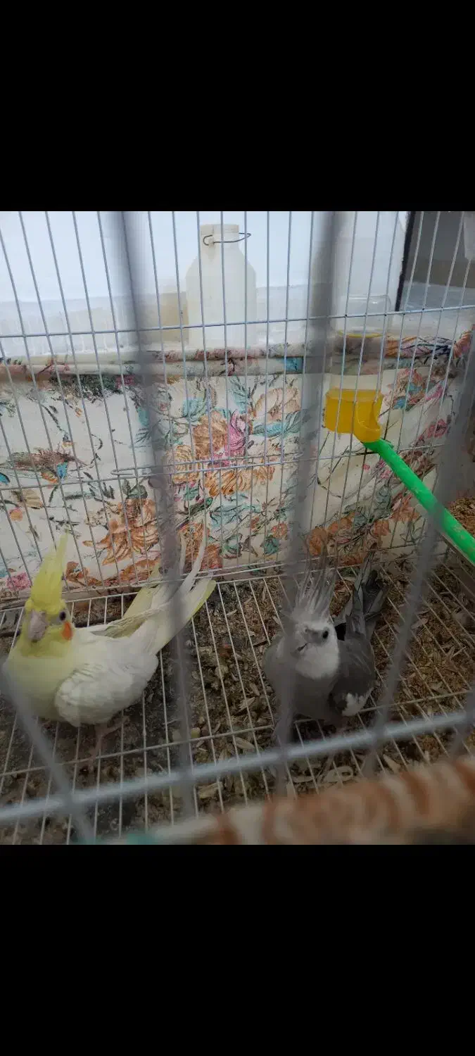 عروس وایت ولوتینو مولد|پرنده|تربت‌حیدریه, بازار|دیوار