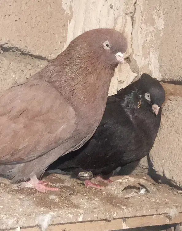 کبوتر تک|پرنده|سیلوانه, |دیوار