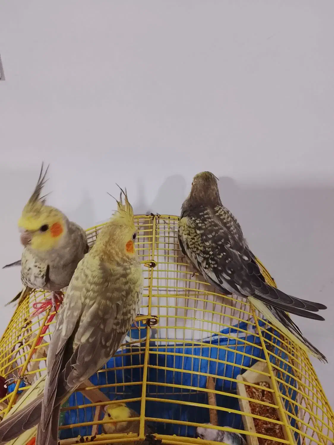 عروس هلندی|پرنده|محمدشهر, محمدشهر|دیوار