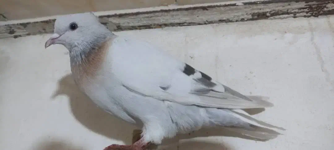 کفتر سبزوسوسنی دم سفید|پرنده|شیراز, حومه شیراز|دیوار