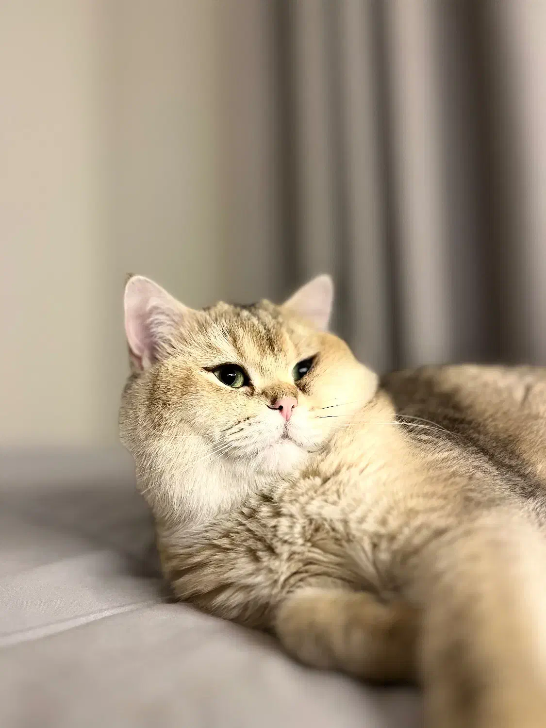 بریتیش گلد نر برای جفت گیری|گربه|تهران, شهرک آزمایش|دیوار