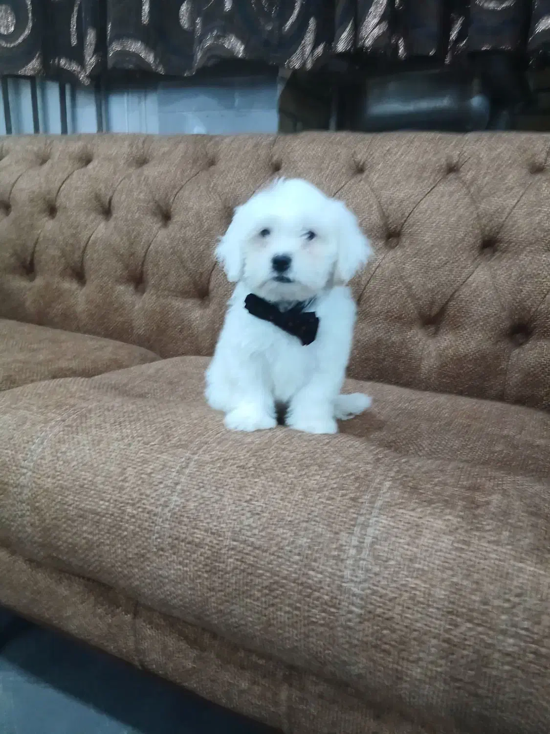 سگ آپارتمانی با ادب حرف گوش کن|سگ|سبزوار, توحیدشهر|دیوار