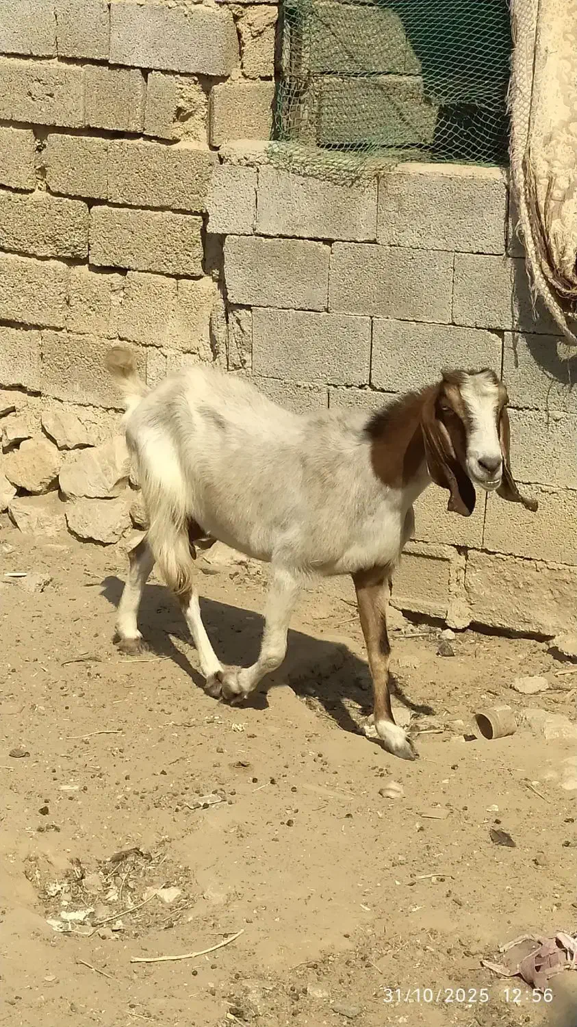 بز دورگ|حیوانات مزرعه|سعدآباد, |دیوار