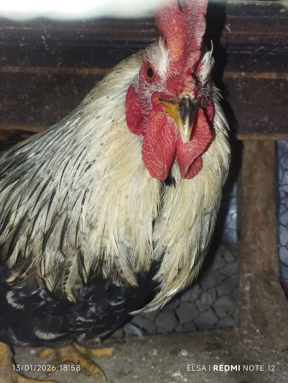 خروس گلین و کبوتر تهرونی|حیوانات مزرعه|اصفهان, جلفا|دیوار