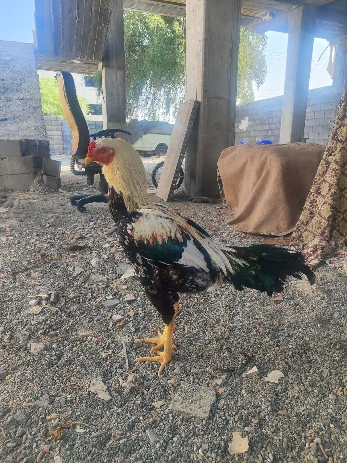 خروس لاری|حیوانات مزرعه|رودان, |دیوار