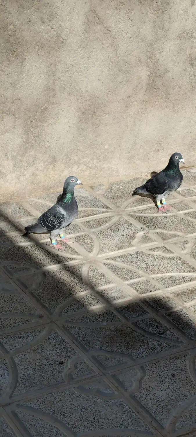 کفتر چاپی ذات دار|پرنده|تربت جام, معدآباد|دیوار