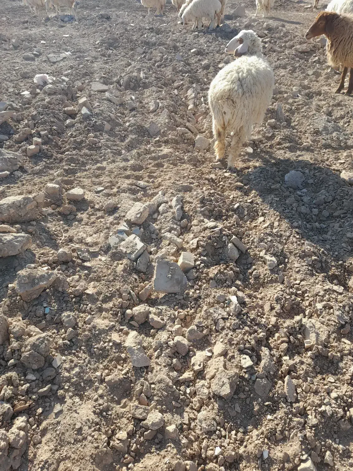 بره ماده|حیوانات مزرعه|فردوس (خراسان), |دیوار