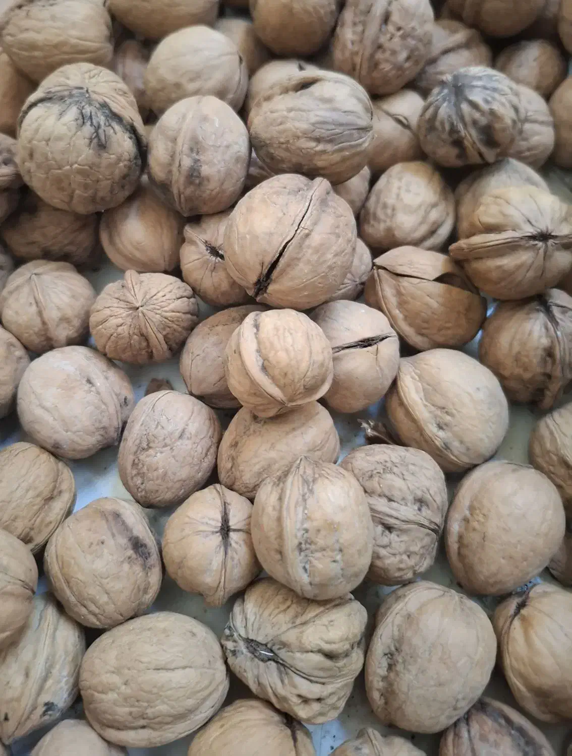 گردو تویسرکان|خوردنی و آشامیدنی|قم, پردیسان|دیوار