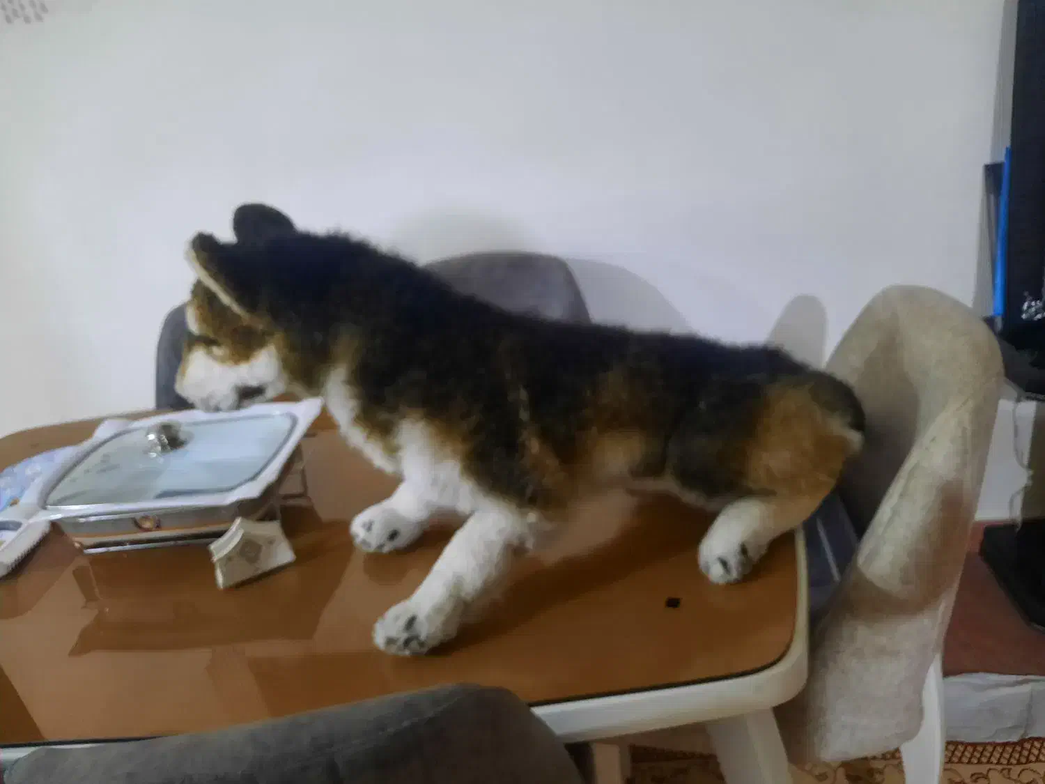 عروسک سگ|اسباب‌‌بازی|کرمانشاه, |دیوار