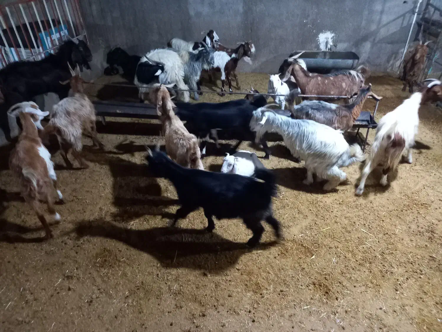 چند عدد بز دقلو زا داشتی همه سرحال وسالم|حیوانات مزرعه|مسجد سلیمان, |دیوار