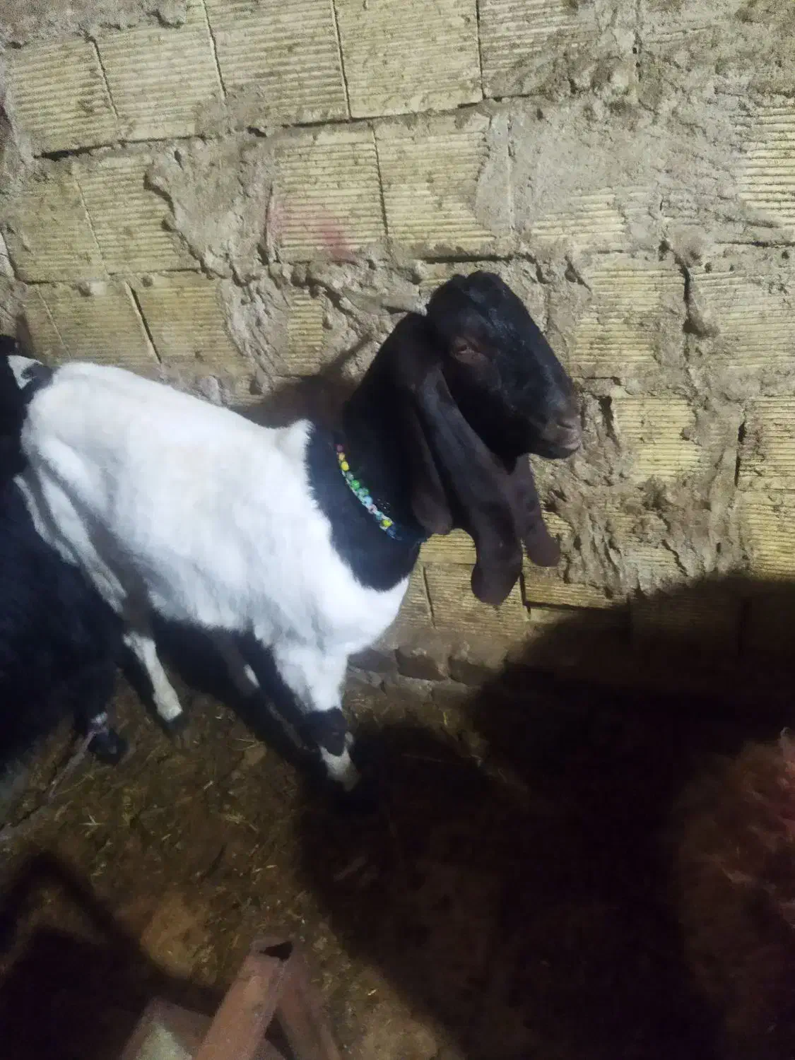 بز نژدی|حیوانات مزرعه|بروجرد, |دیوار