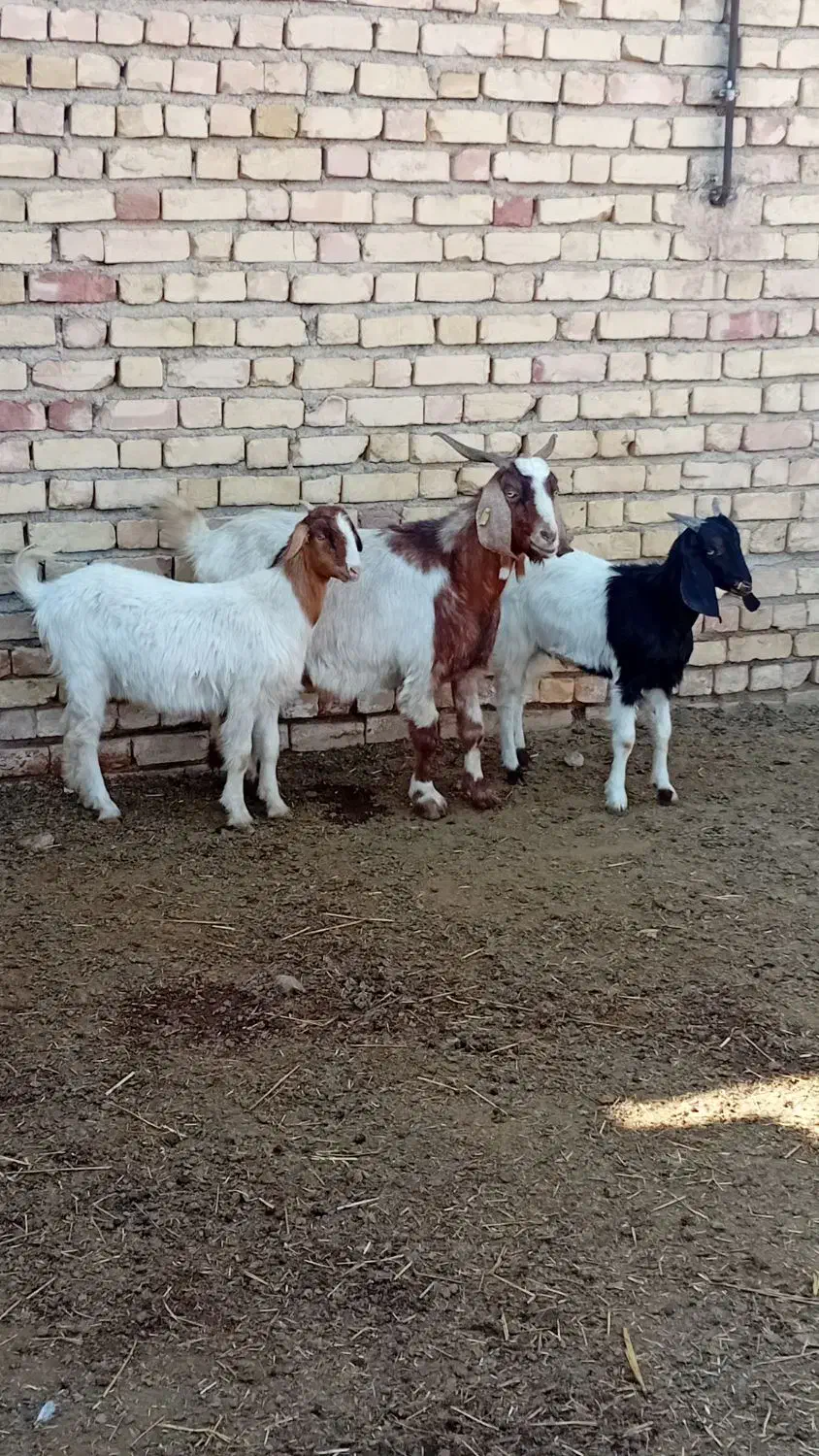 بزه کهردار|حیوانات مزرعه|ارسنجان, |دیوار