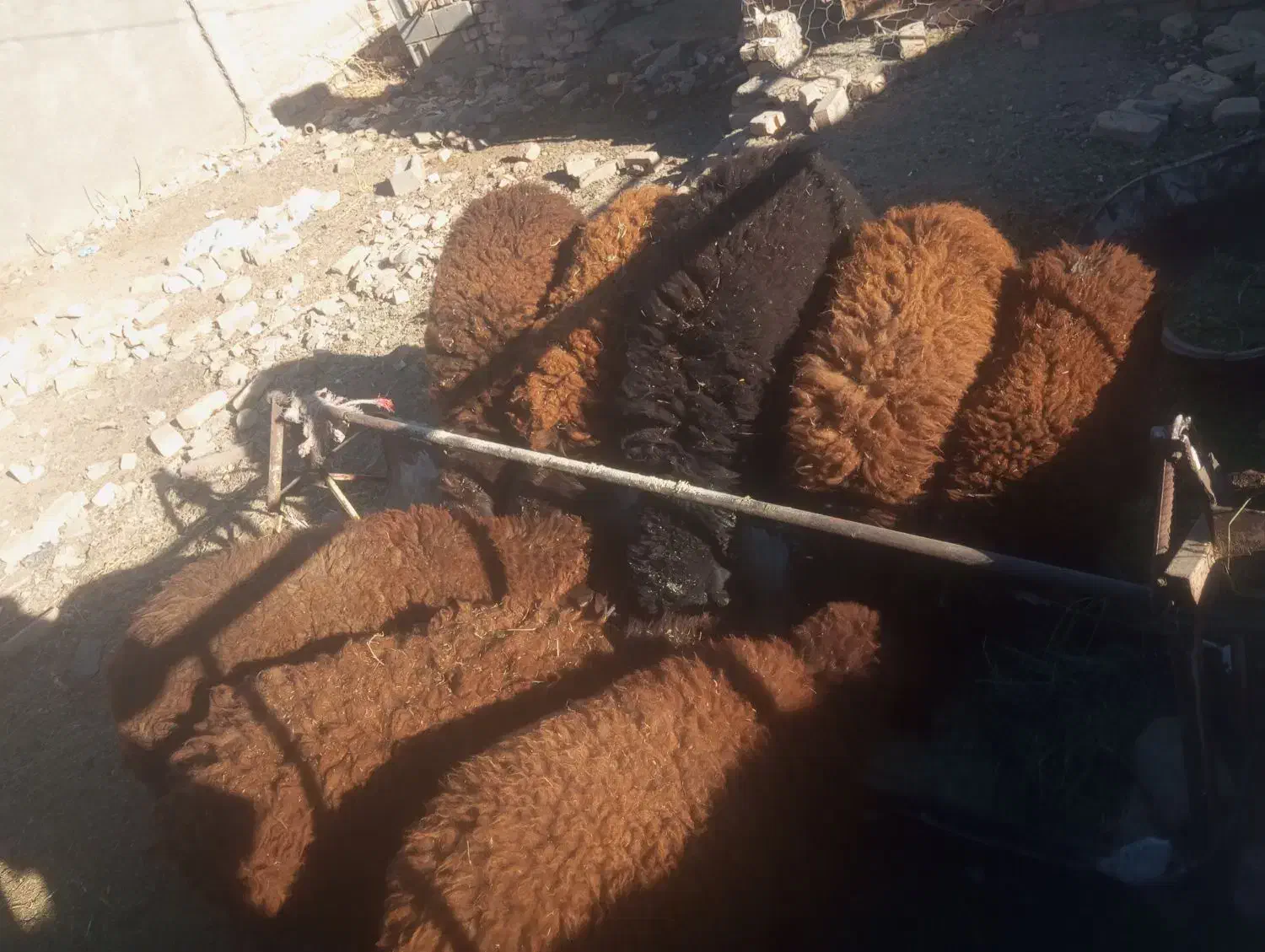 بره نر وماده|حیوانات مزرعه|نیشابور, ریوند|دیوار