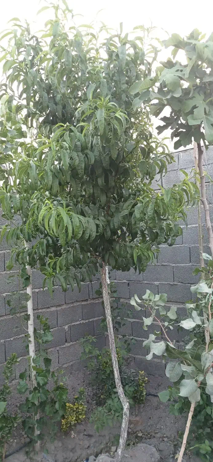 نهال چهار ساله|گل و گیاه طبیعی|رباط‌کریم, حصار مهتر|دیوار