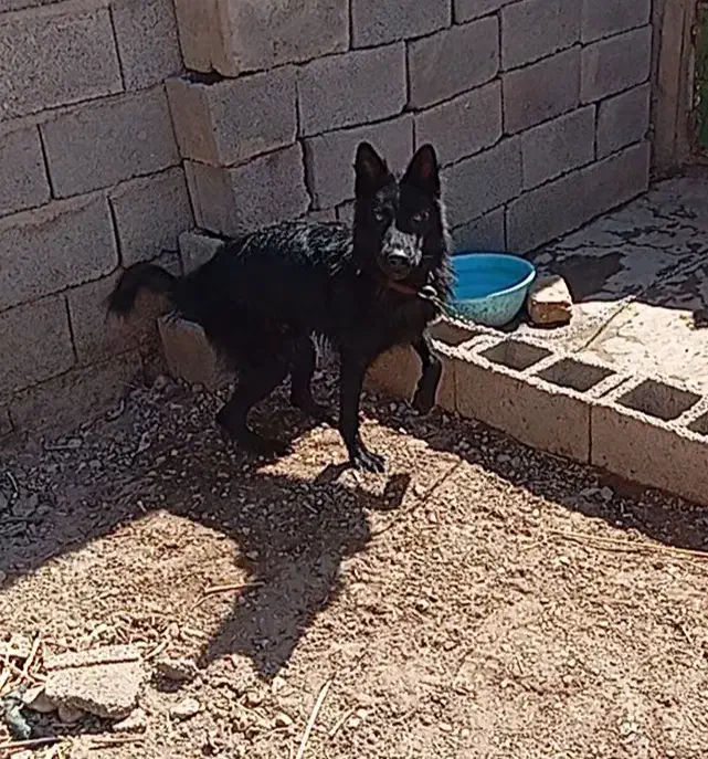 ژرمن بلک شولاین|سگ|کرمان, |دیوار