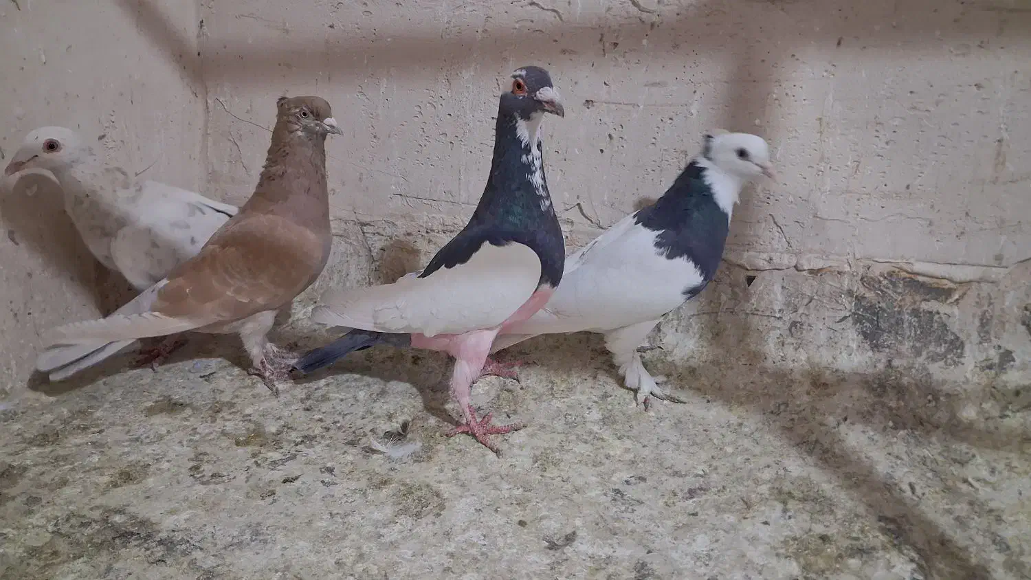 کبوتر یهودی زردی کاکلی سرور|پرنده|قم, نوبهار|دیوار