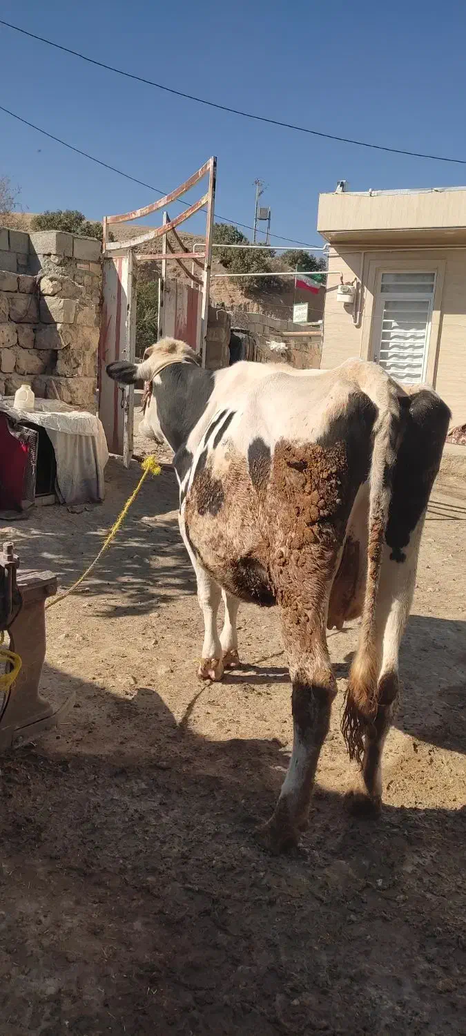 گاو شیری|حیوانات مزرعه|شاهیوند, |دیوار