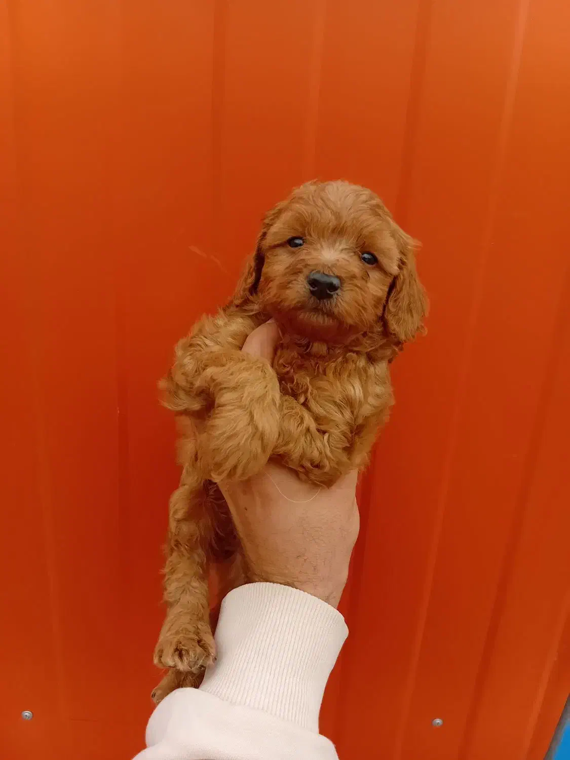 مالتی پو و پودل مینیاتوری|سگ|تهران, بوستان چیتگر|دیوار