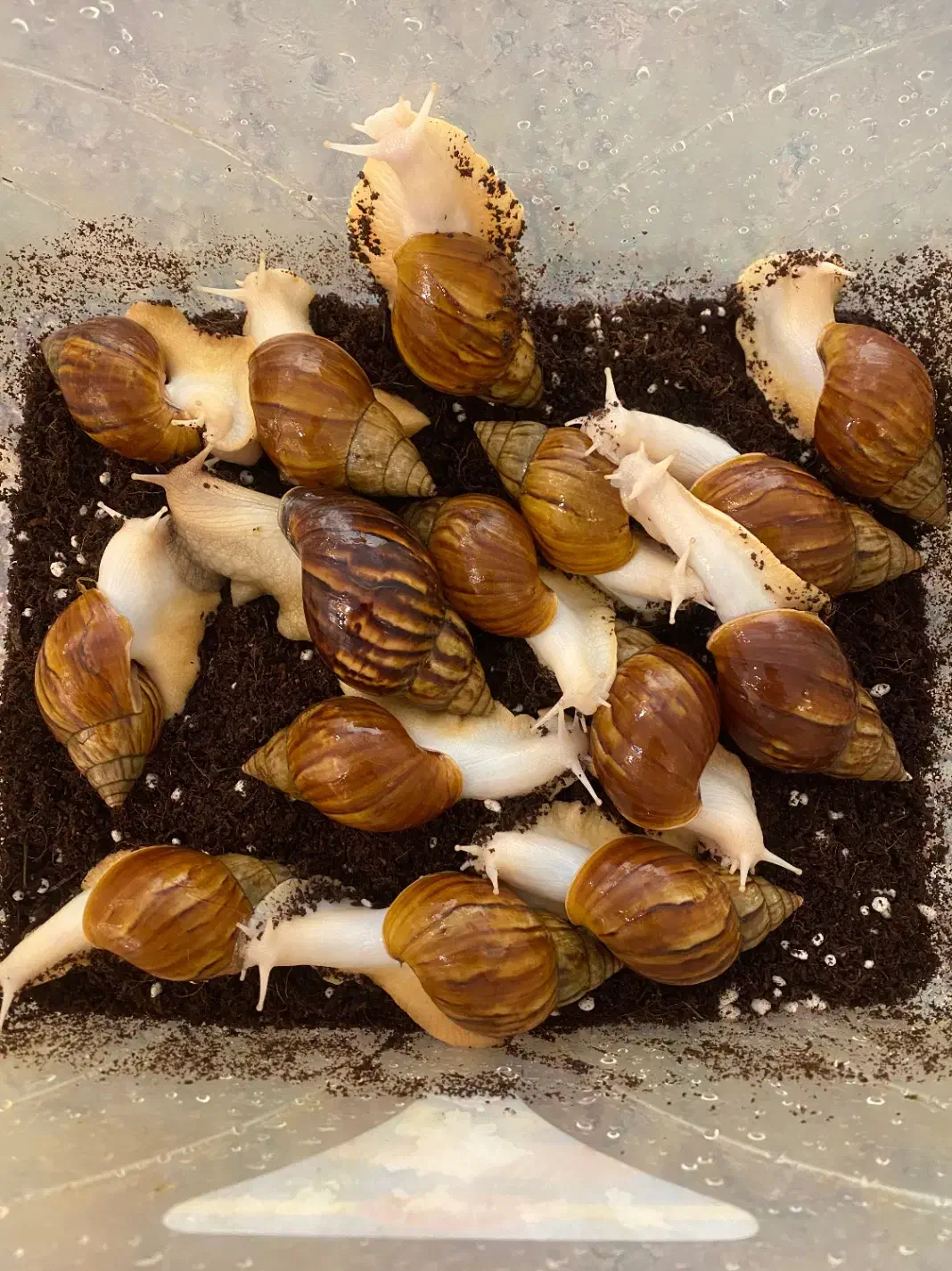 تعدادی حلزون بالغ|خزنده|تهران, گلستان (شهرک راه آهن)|دیوار