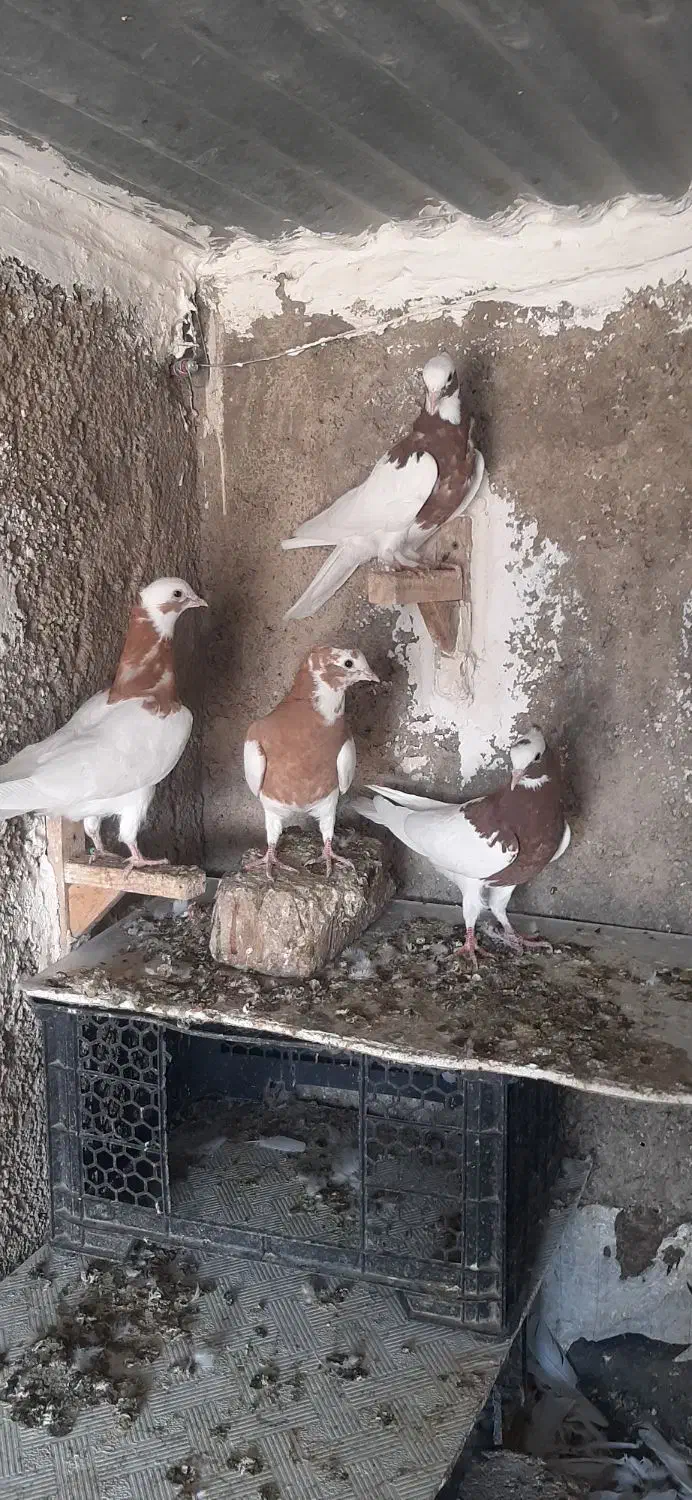 طوقی،طوق زرد،طوق سرخ|پرنده|شیراز, کوشک میدان|دیوار