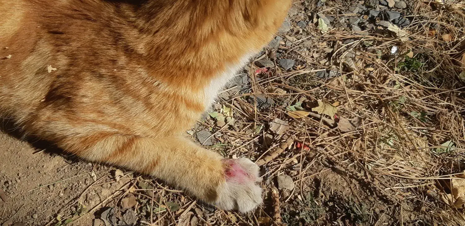 سرپرستی ازگربه|گربه|اراک, |دیوار