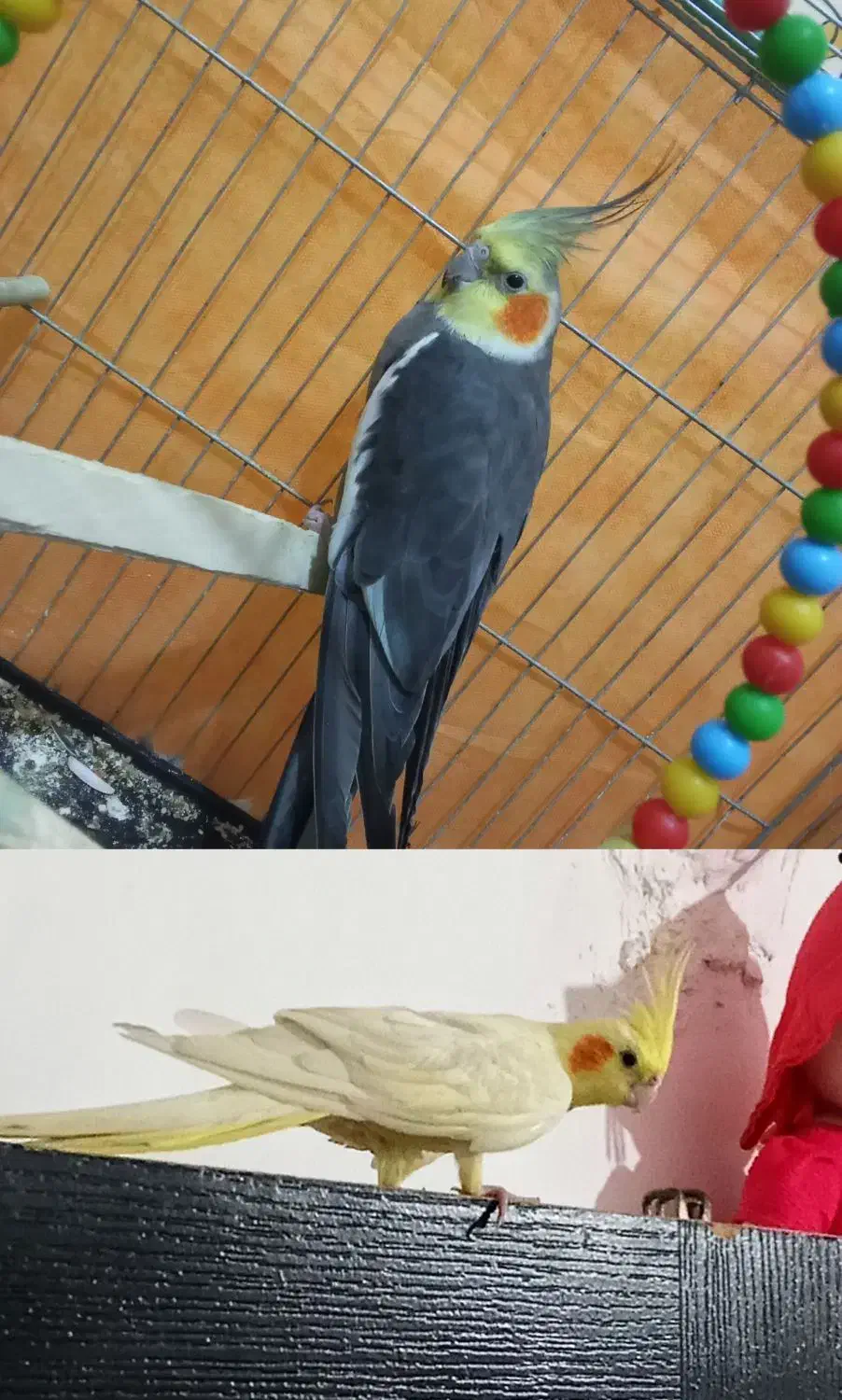 عروس هلندی|پرنده|قیدار, |دیوار