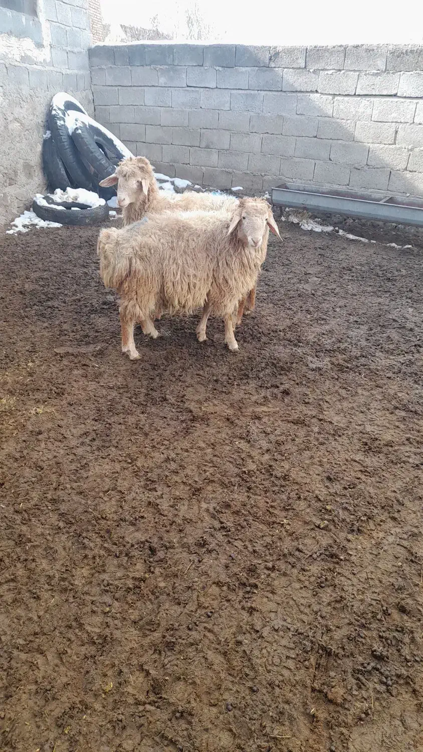 بره نر|حیوانات مزرعه|مشگین شهر, |دیوار