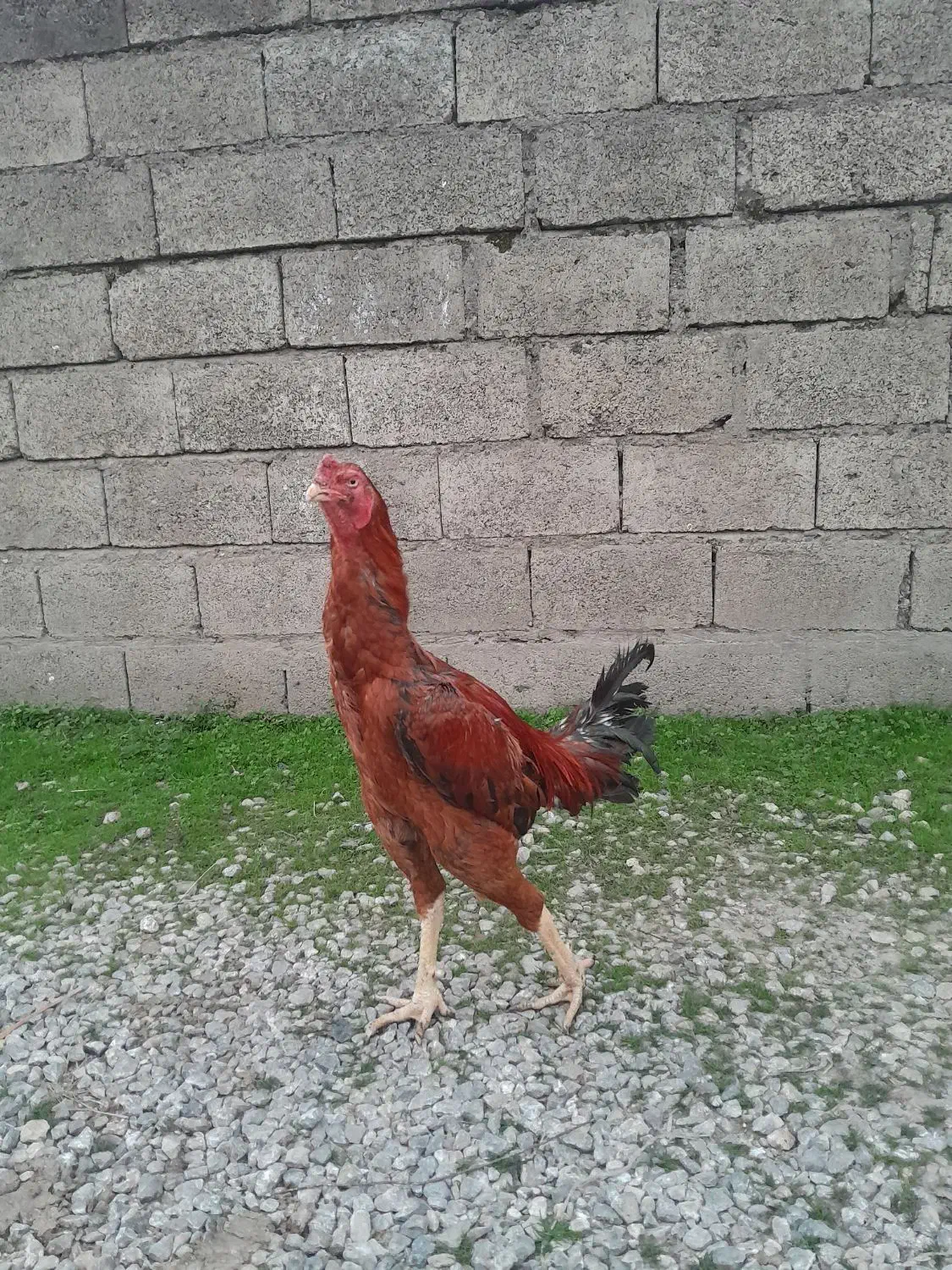 خروس لاری ترک افغان قیمت ۴۰۰۰۰۰۰تومن|حیوانات مزرعه|پرهسر, |دیوار