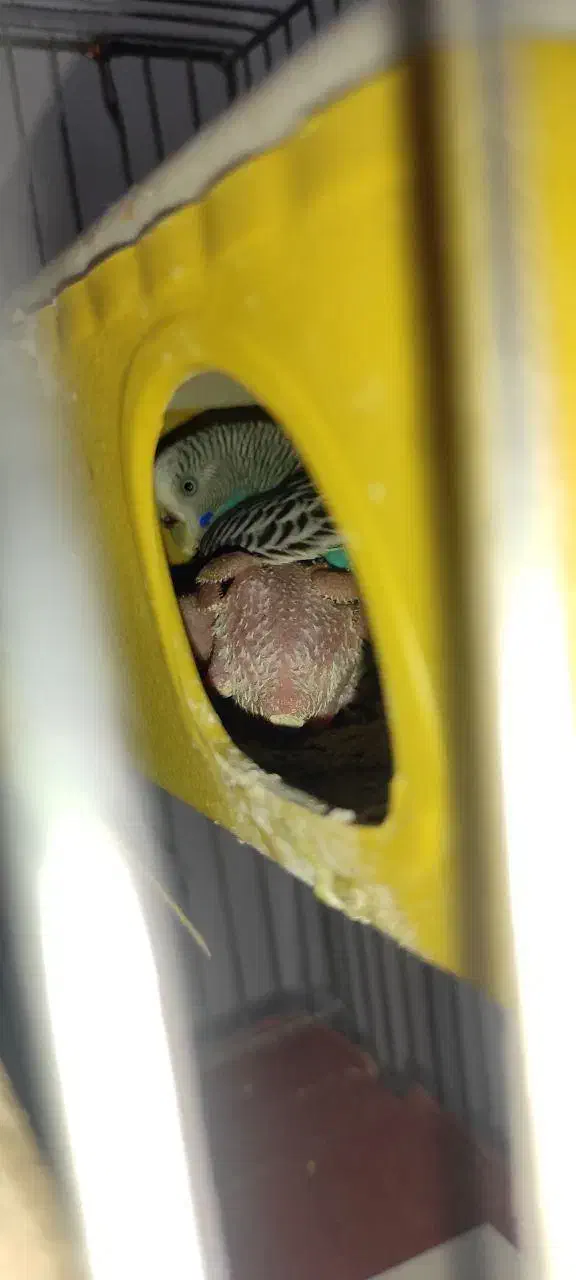 مرغ عشق|پرنده|اردبیل, |دیوار