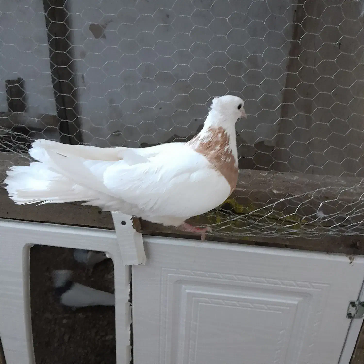 کبوتر طوقی|پرنده|ساوه, |دیوار