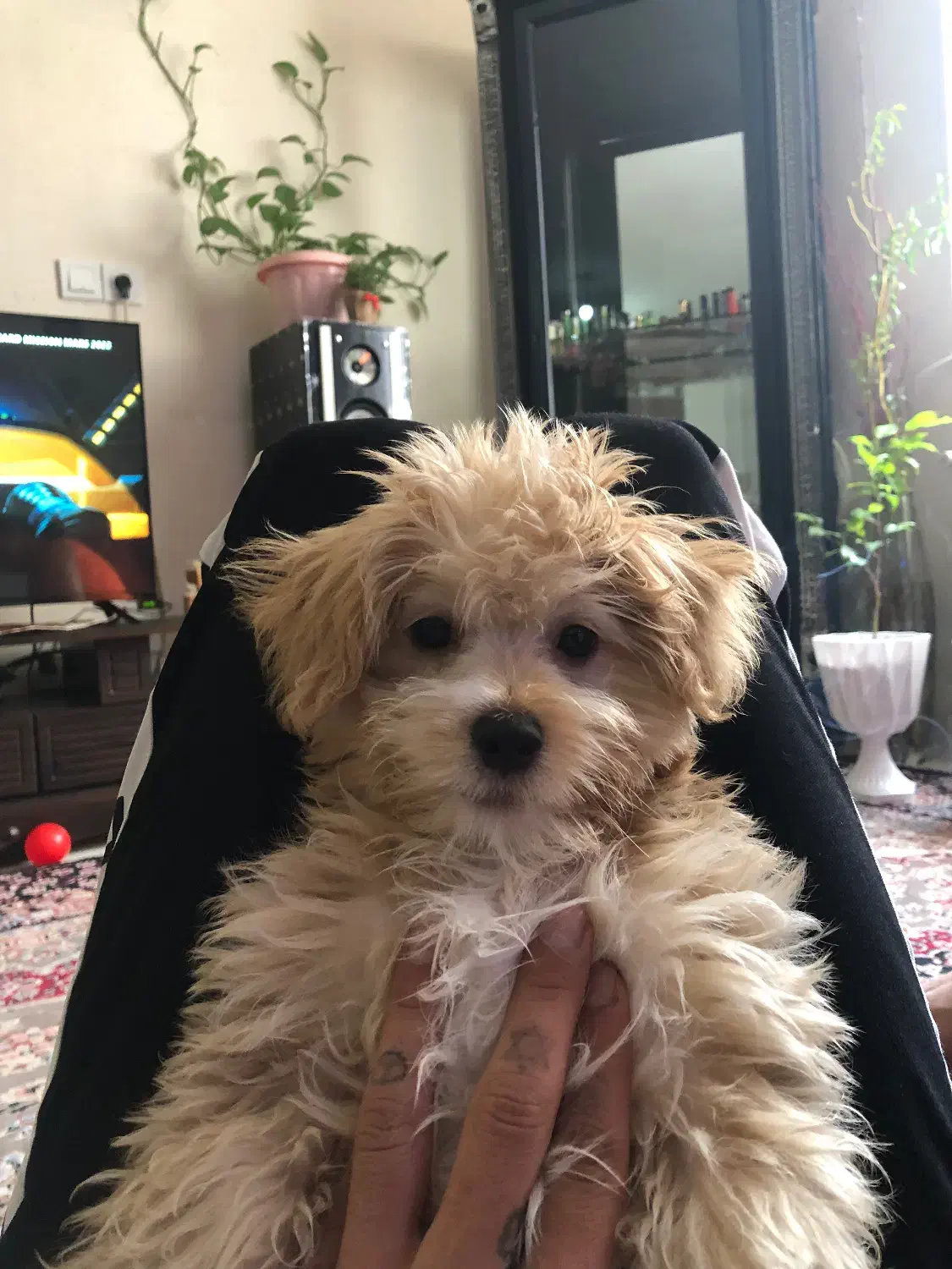 فروشی سگ|سگ|محمدیه-قزوین, |دیوار