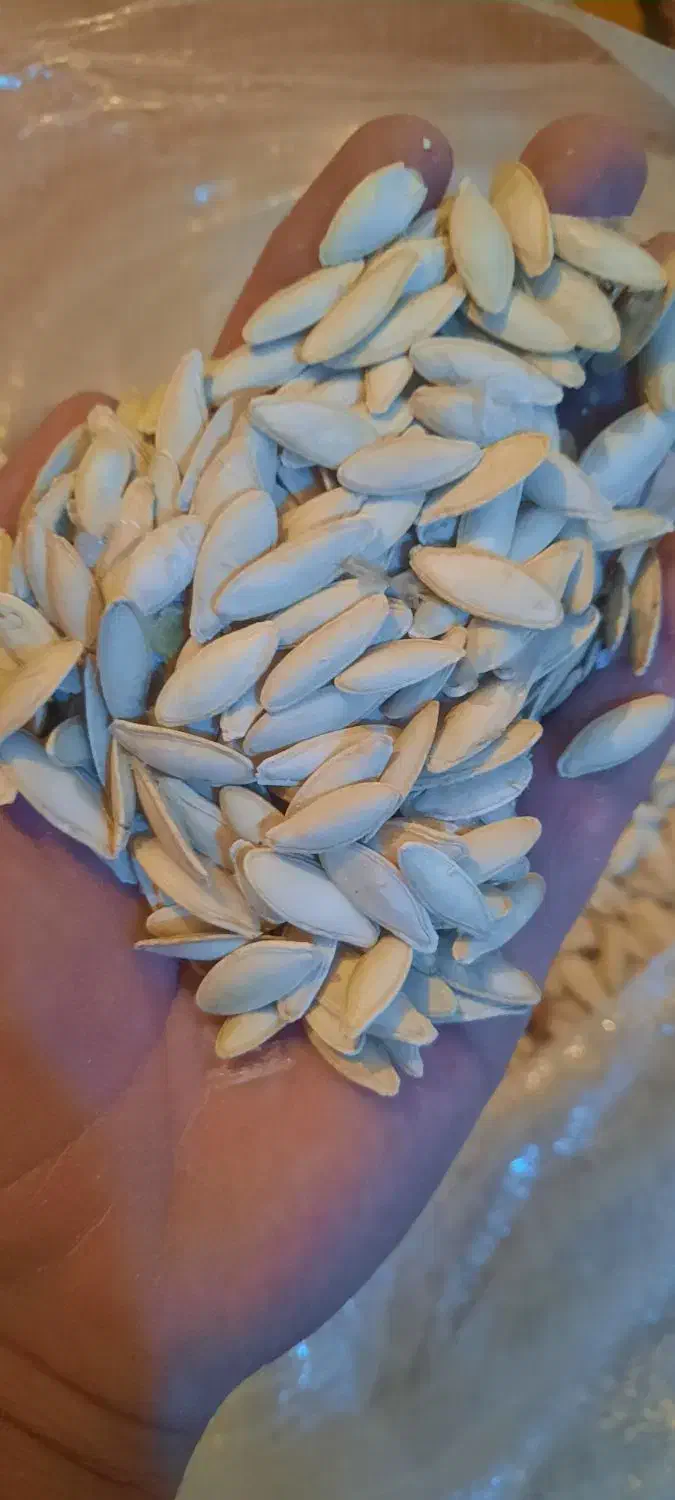 تخم کدو(زبان ماری)|عمده‌فروشی|سده (فارس), |دیوار