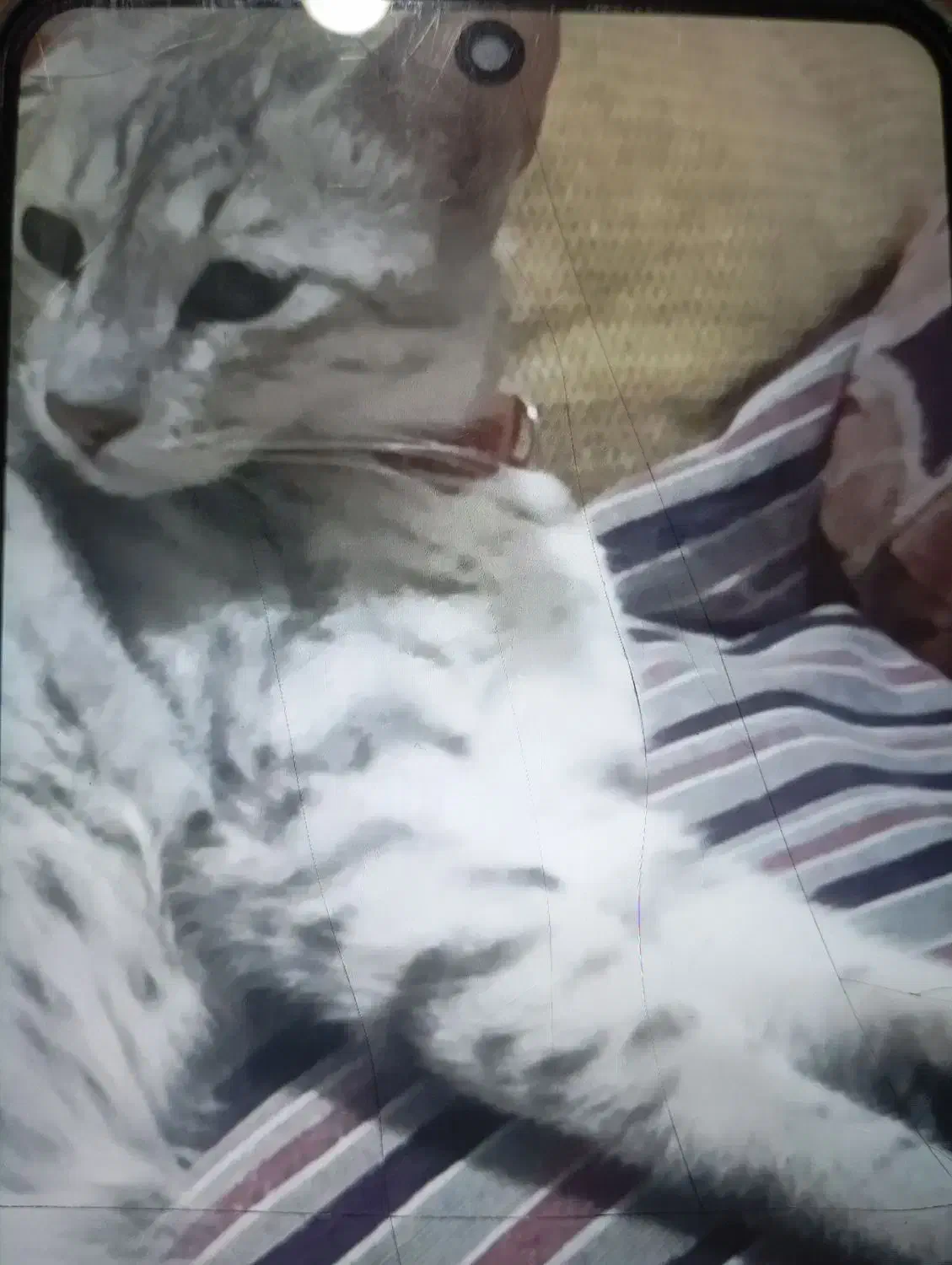 گربه گمشده با حلقه کنفی دور گردن|گربه|گالیکش, |دیوار