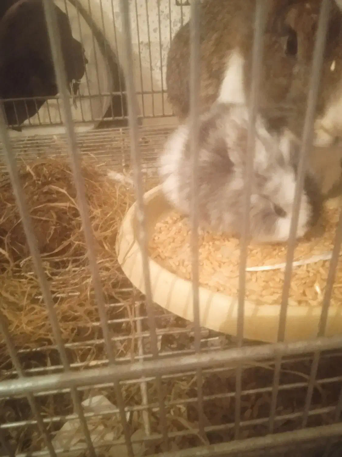 بچه خرگوش|موش و خرگوش|رشت, بیجارپس|دیوار