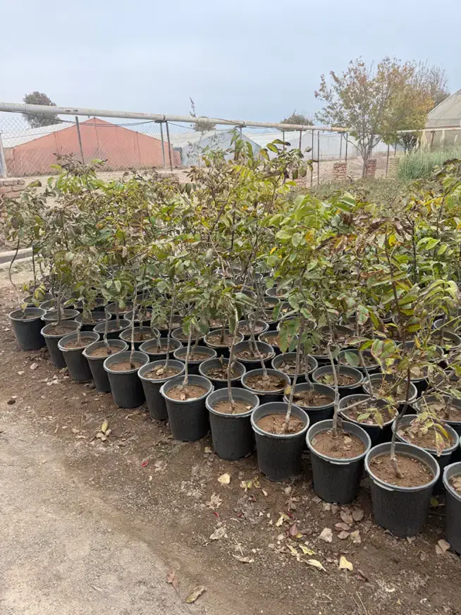 نهال درخت گردو پیوندی وارداتی|گل و گیاه طبیعی|محلات, |دیوار