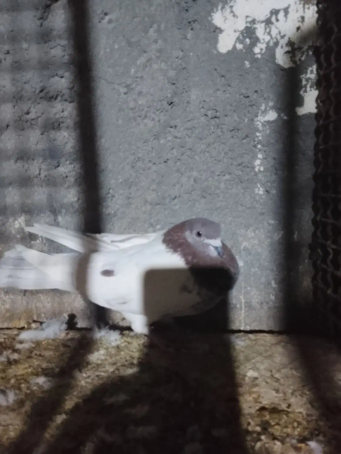 سلام خدمت دوستان عشق بازدوعددنرکله ای|پرنده|زابل, |دیوار