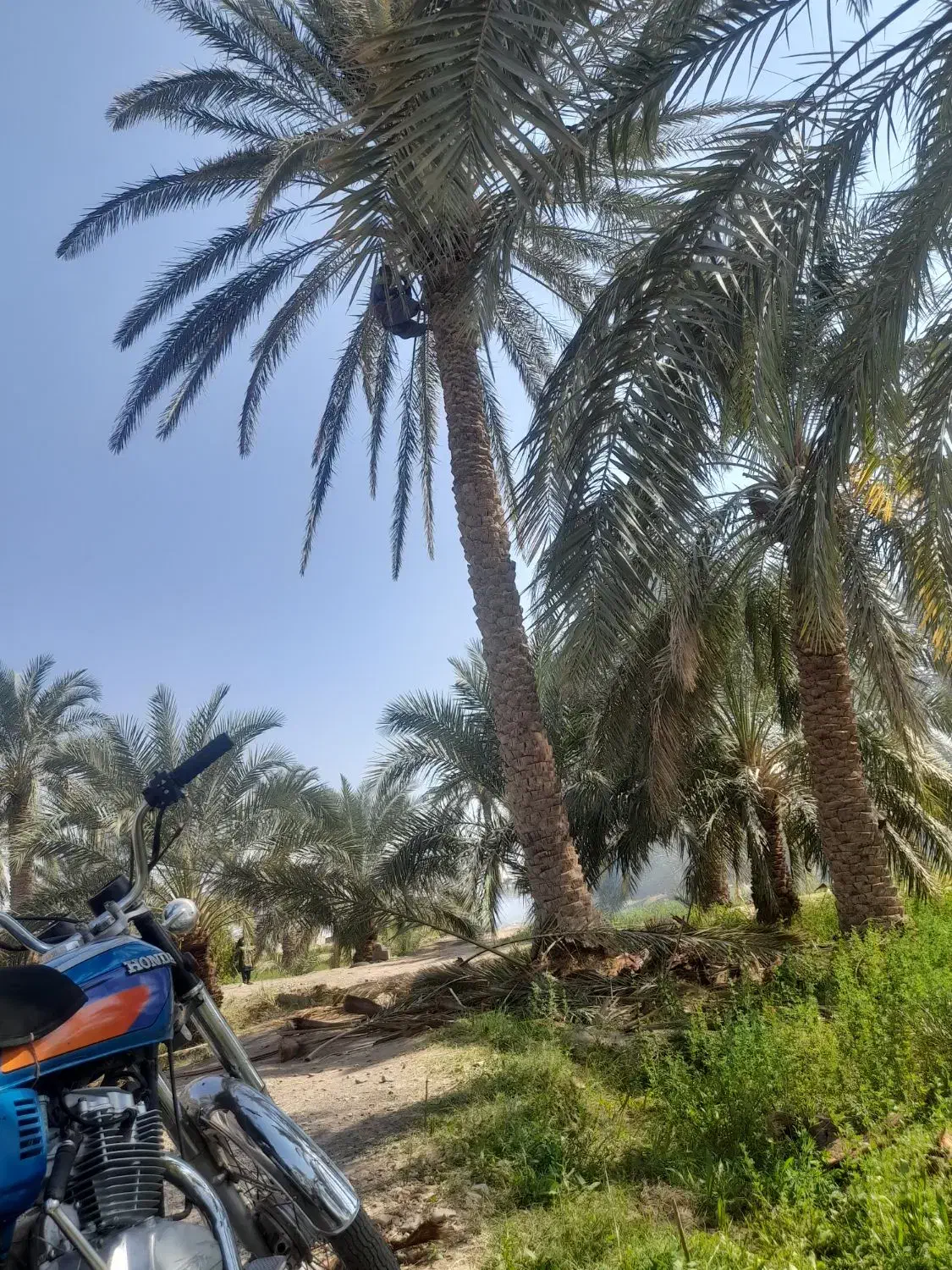 درخت گراز.چاه کن هستم قیمت مناسب|خدمات پیشه و مهارت|بم, |دیوار